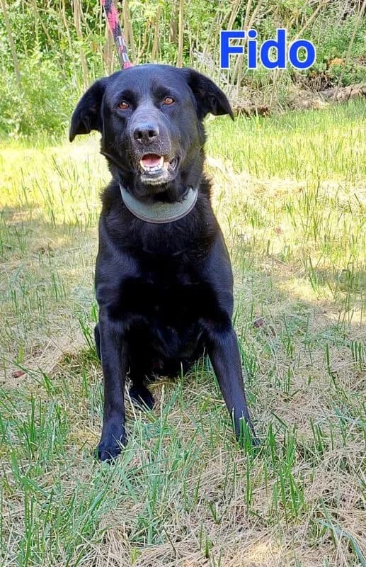 Fido, male young Mixed Breed for adoption at Domov Fauny