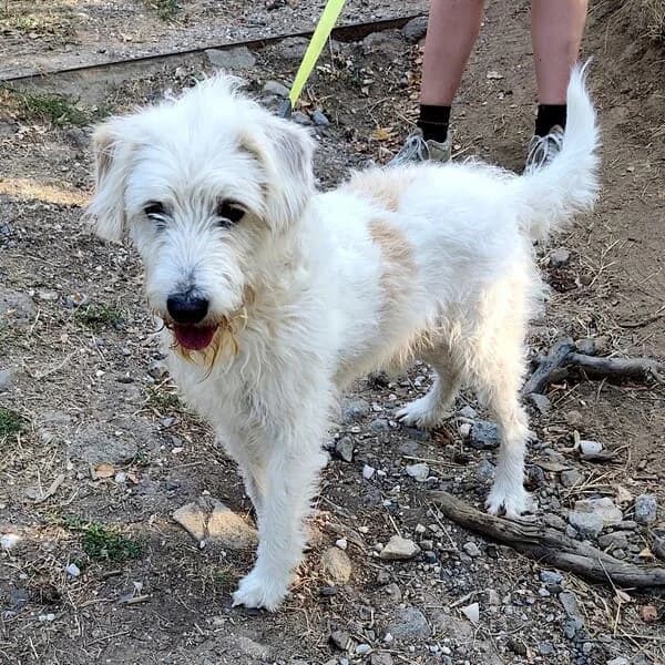 Koudy, Mixed Breed (Domov Fauny)