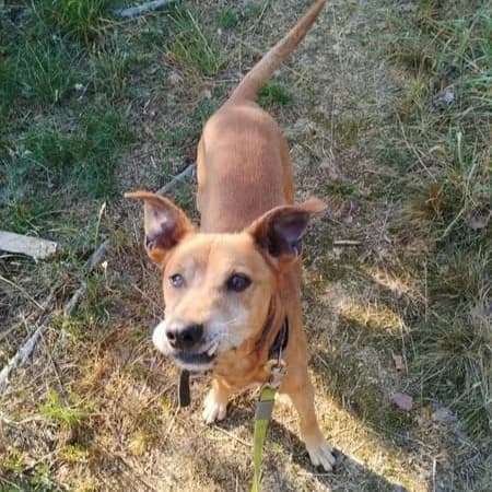 Kubík, male senior Mixed Breed for adoption at Domov Fauny