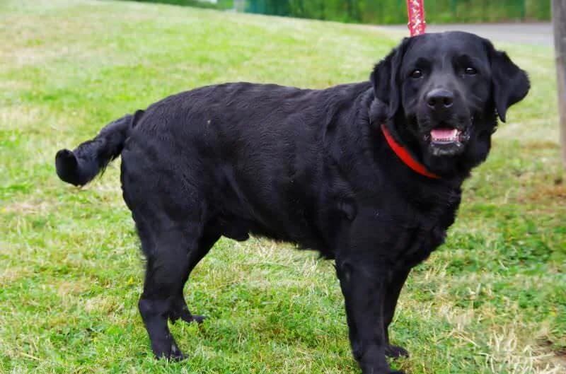 Marley, male senior Mixed Breed for adoption at Domov Fauny