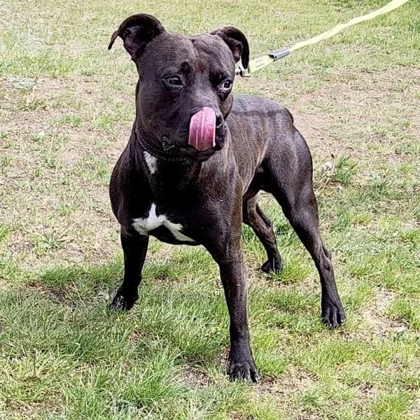 Marley, male 3yo Mixed Breed for adoption at Domov Fauny