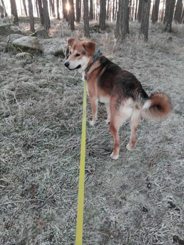 Matýsek, male young Mixed Breed for adoption at Domov Fauny