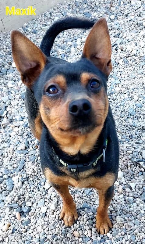Maxík, male Mixed Breed for adoption at Domov Fauny