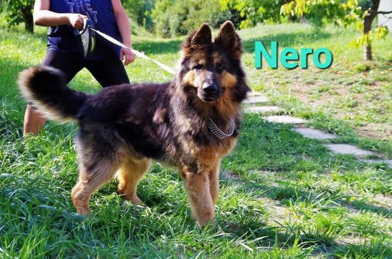 Nero, male senior Mixed Breed for adoption at Domov Fauny