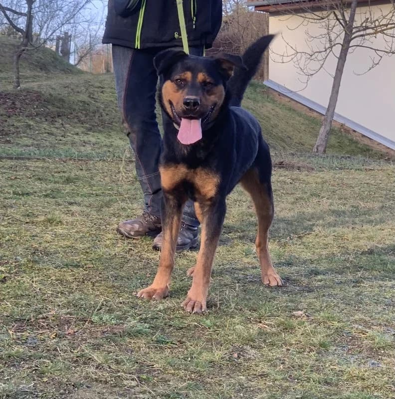 Rocky, male 5yo Mixed Breed for adoption at Domov Fauny