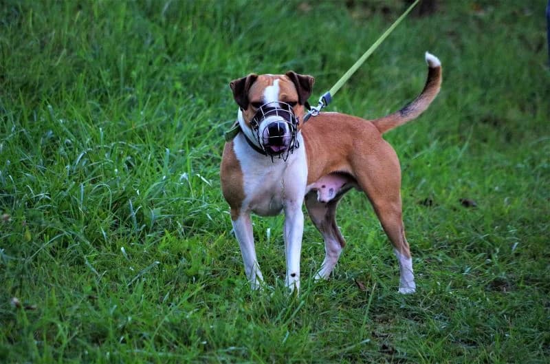 Ron, male Mixed Breed for adoption at Domov Fauny