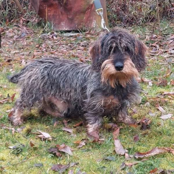 Sam, male 6yo Mixed Breed for adoption at Domov Fauny