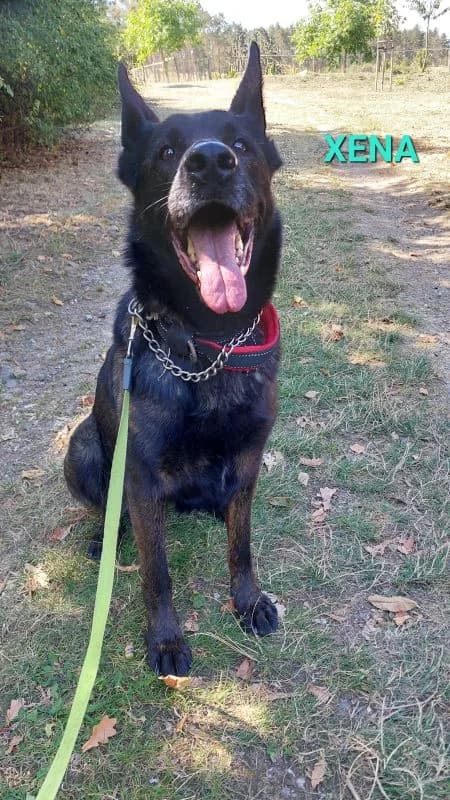 Xena, female senior Mixed Breed for adoption at Domov Fauny