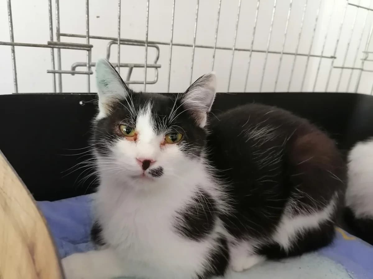 Bakos, male 6yo Mixed Breed for adoption at Felisicat