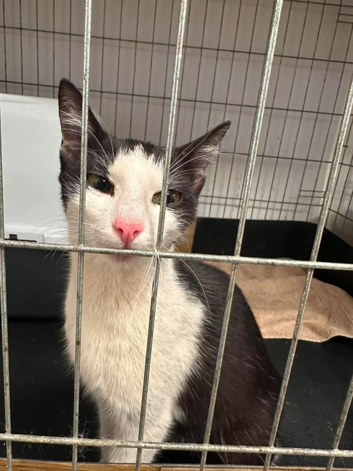 Barunka, female Mixed Breed for adoption at Felisicat