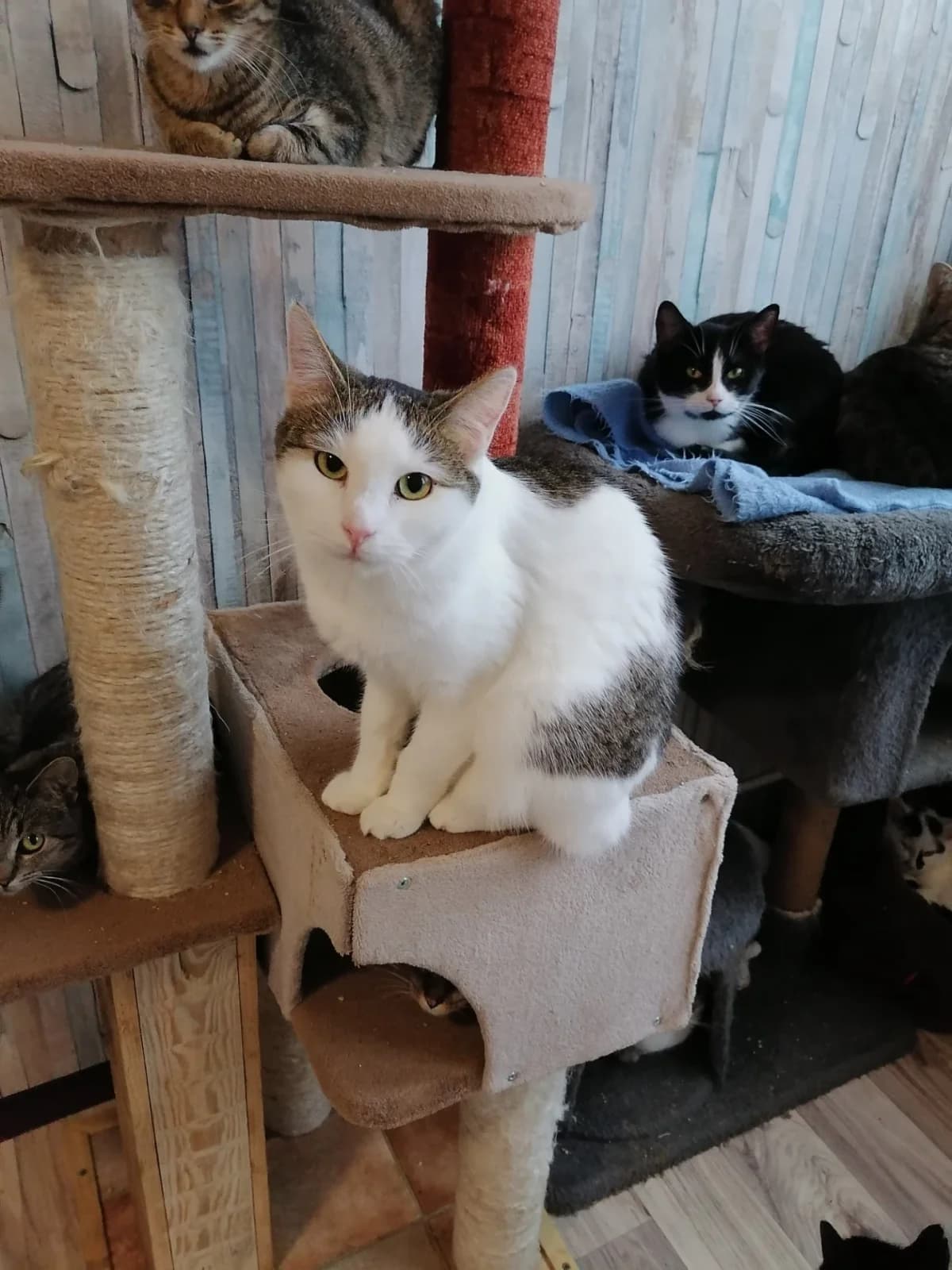 Beliney, female Mixed Breed for adoption at Felisicat