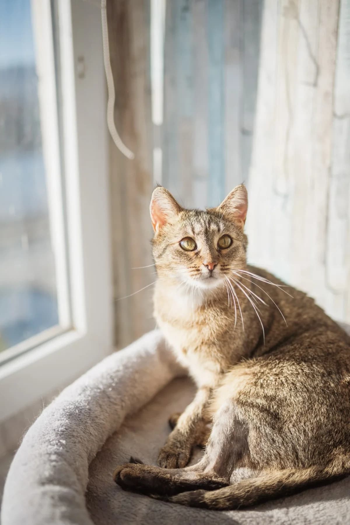 Calista, female Mixed Breed for adoption at Felisicat
