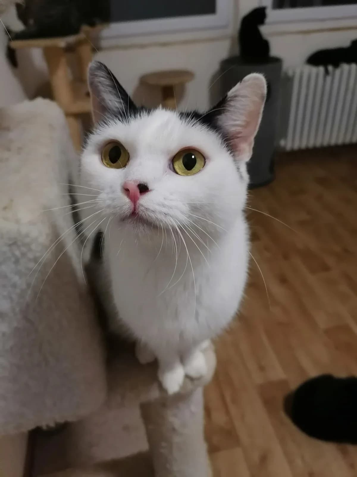 Čekanka, female Mixed Breed for adoption at Felisicat