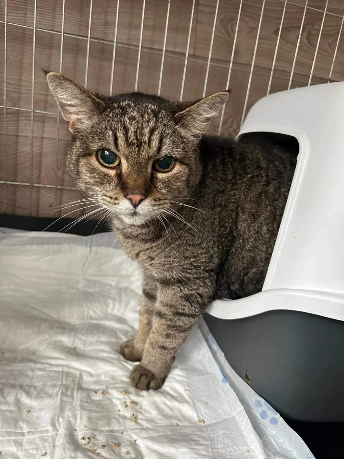 Mžurko, male Mixed Breed for adoption at Felisicat