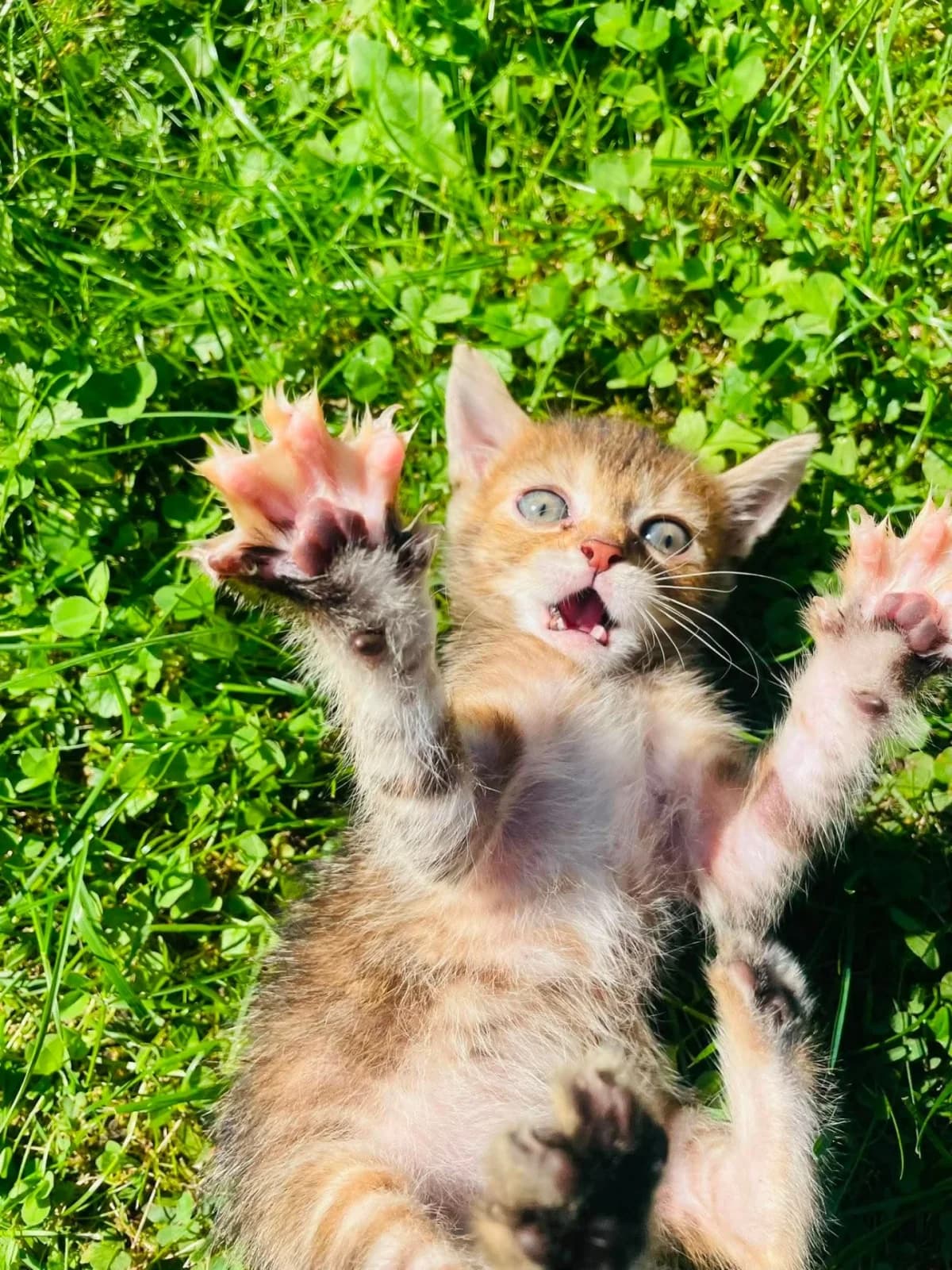 Cibulka,  Mixed Breed for adoption at Felisicat