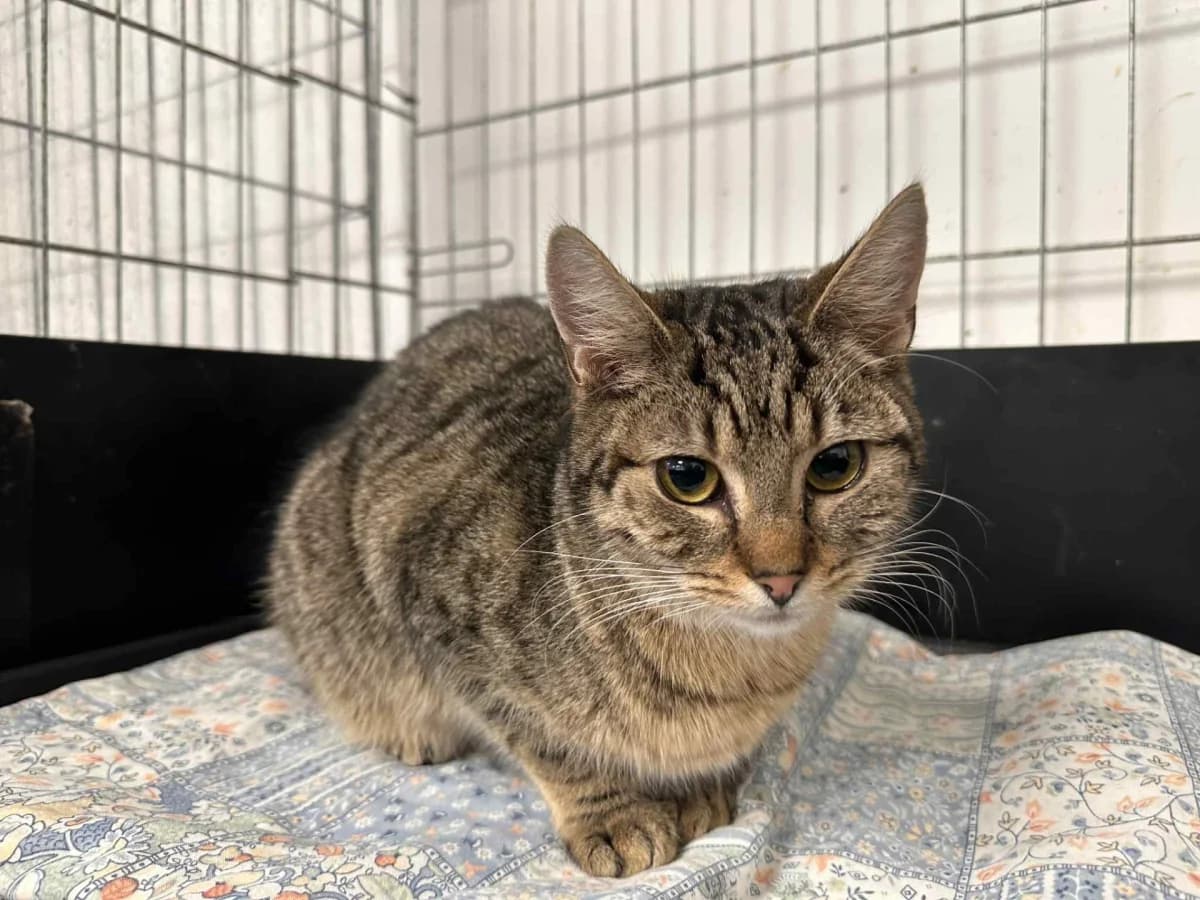 Cyrano, Mixed Breed for adoption at Felisicat