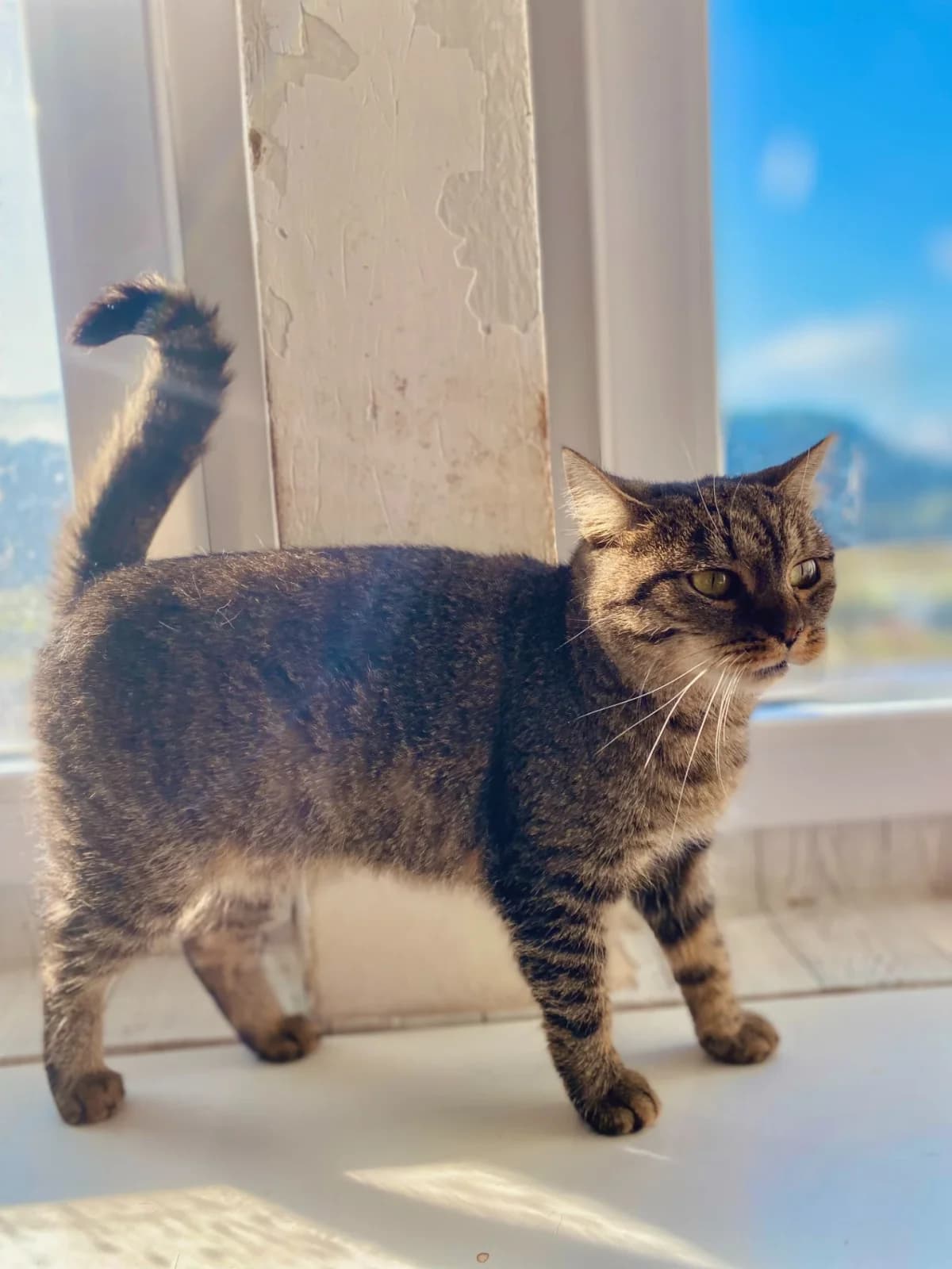 Dara, female Mixed Breed for adoption at Felisicat