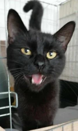 Darlen, male Mixed Breed for adoption at Felisicat