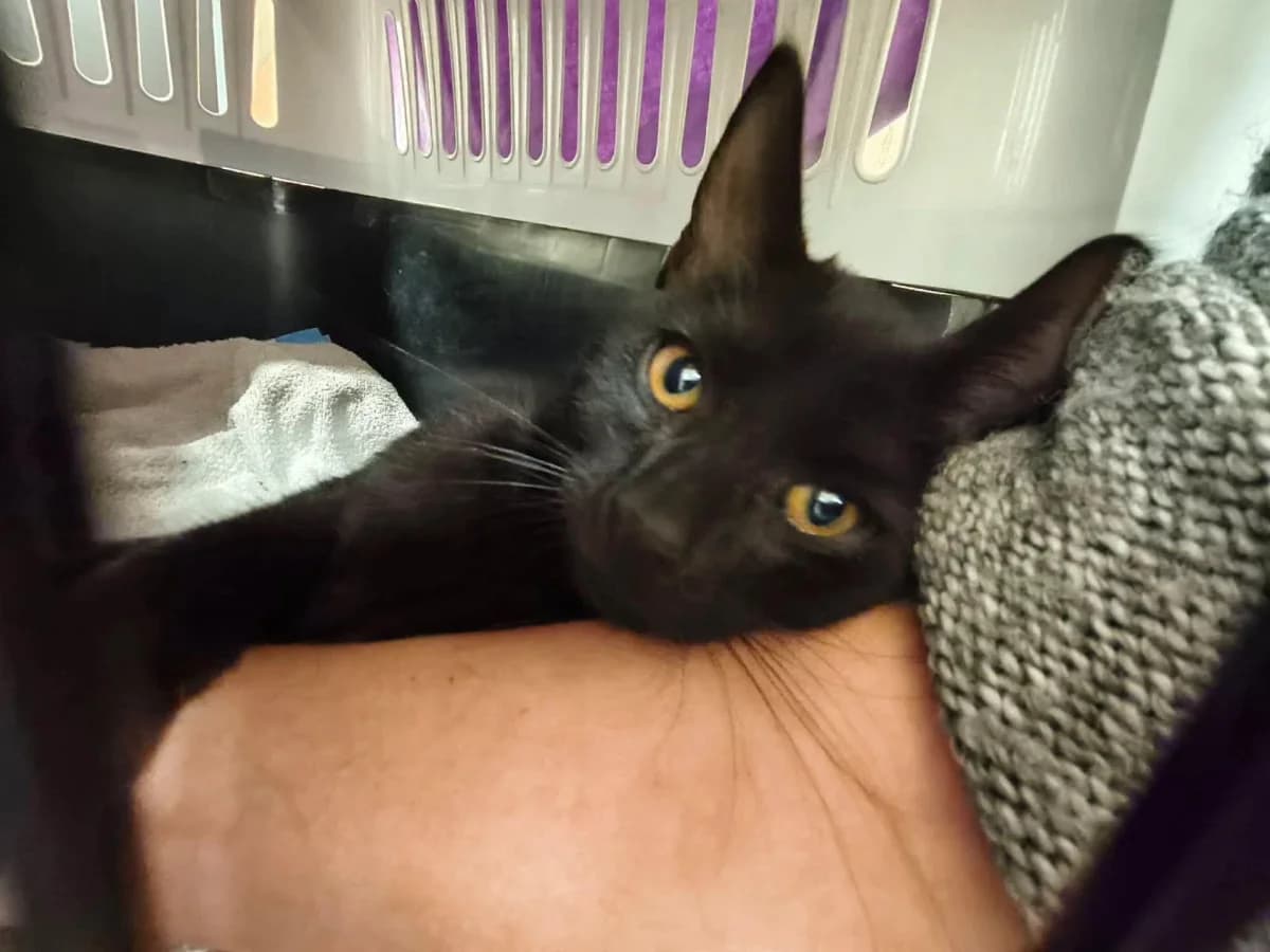Feferonka,  Mixed Breed for adoption at Felisicat