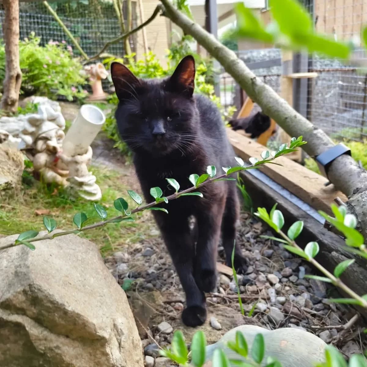 Fika, female Mixed Breed for adoption at Felisicat