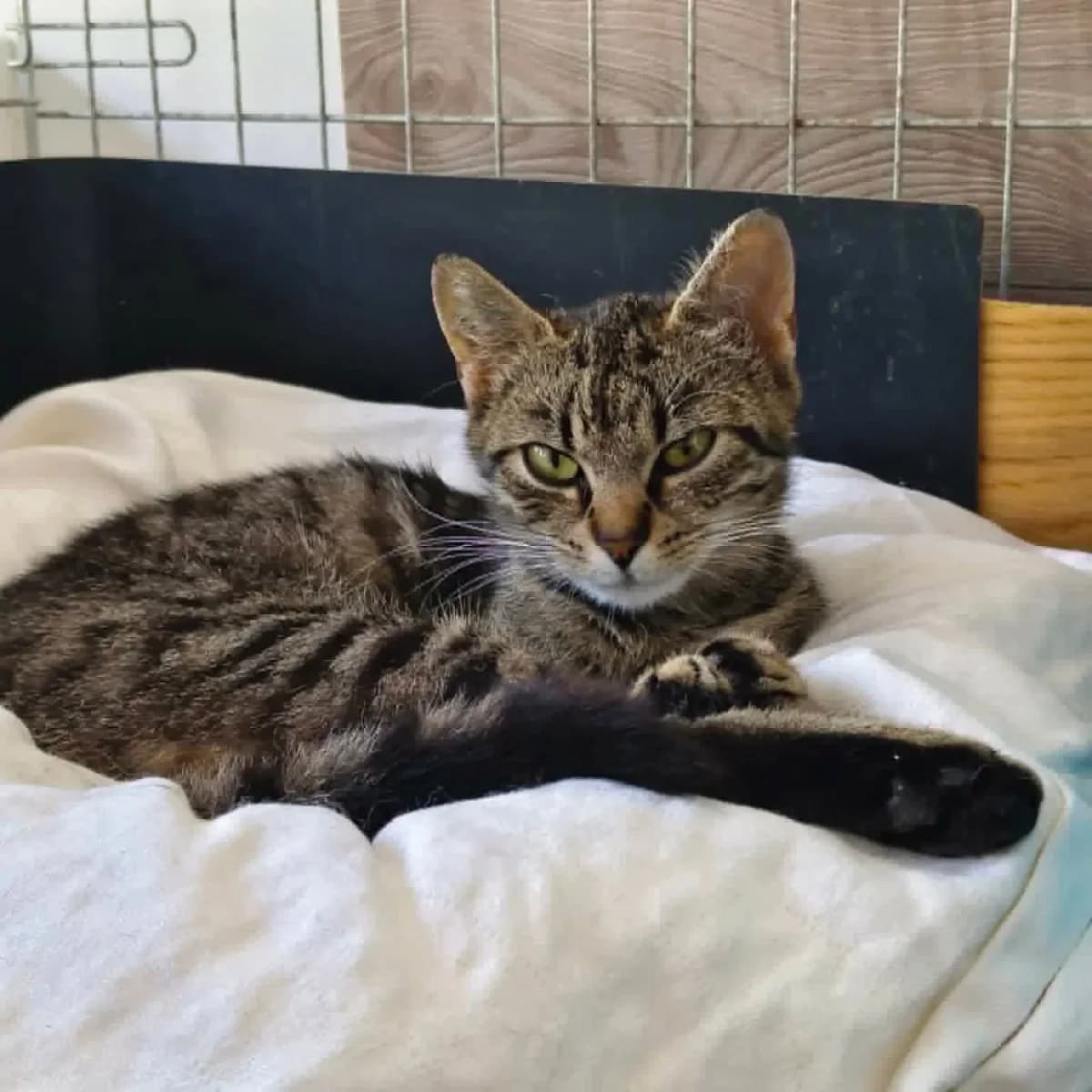 Gana,  Mixed Breed for adoption at Felisicat