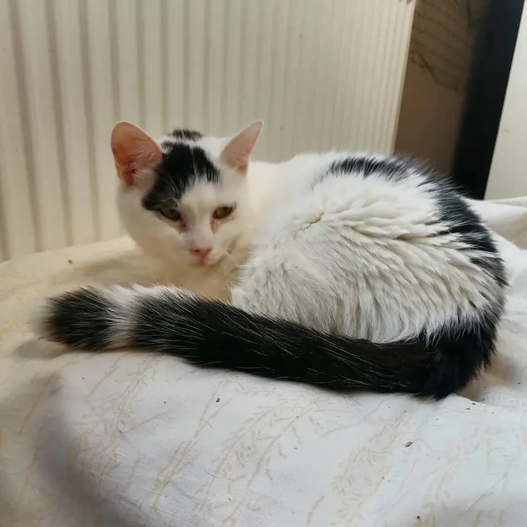 Harlem, male Mixed Breed for adoption at Felisicat