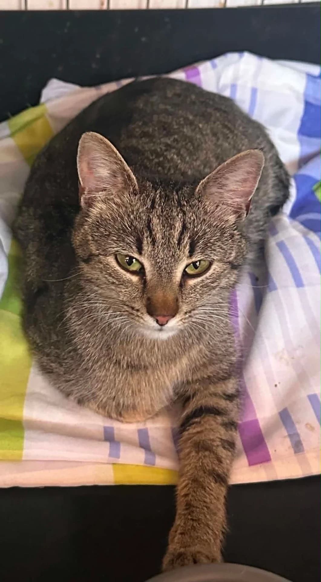 Inka,  Mixed Breed for adoption at Felisicat