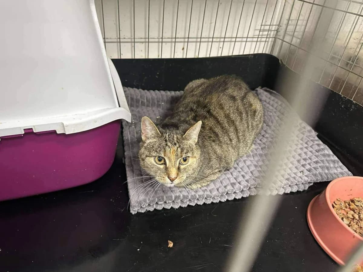 Kanoa, female Mixed Breed for adoption at Felisicat
