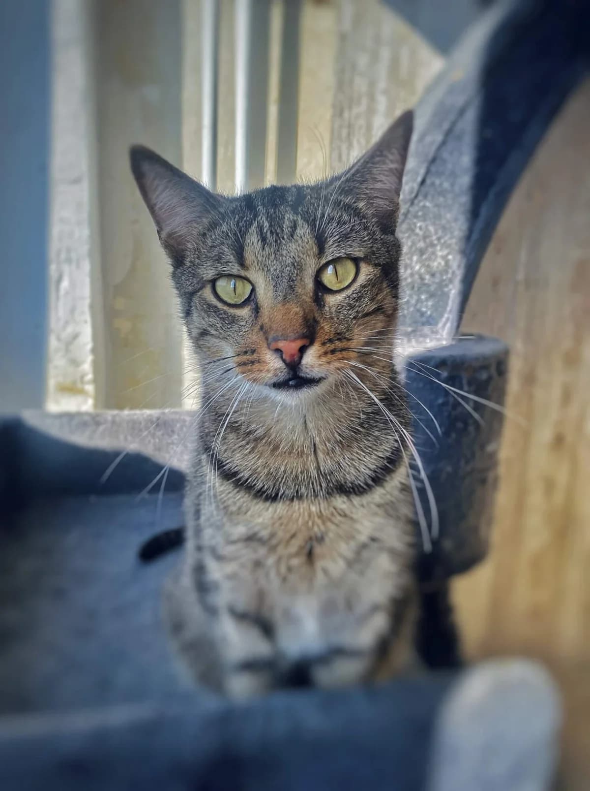 Kato, male young Mixed Breed for adoption at Felisicat