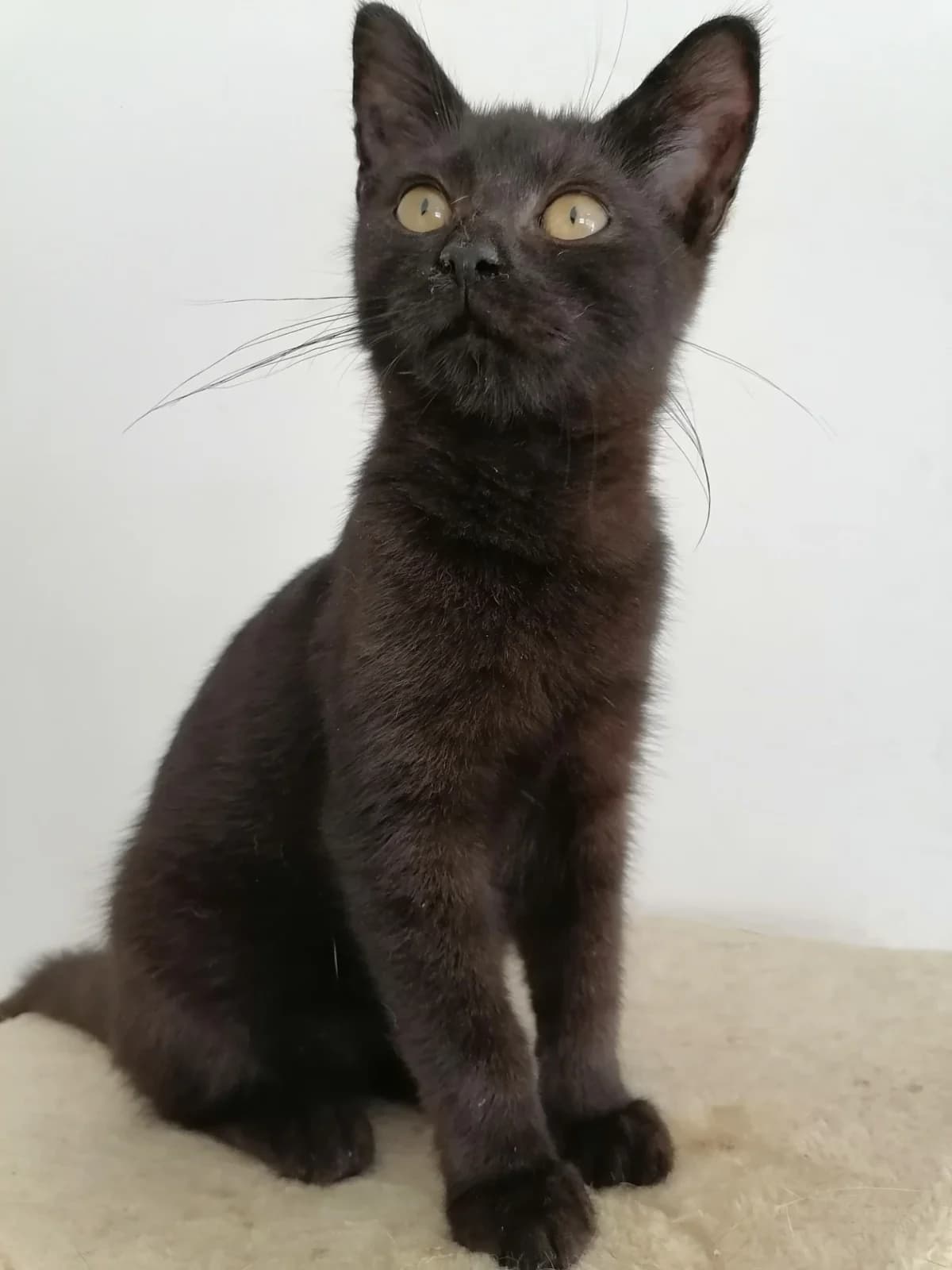 Kendy, male 4yo Mixed Breed for adoption at Felisicat