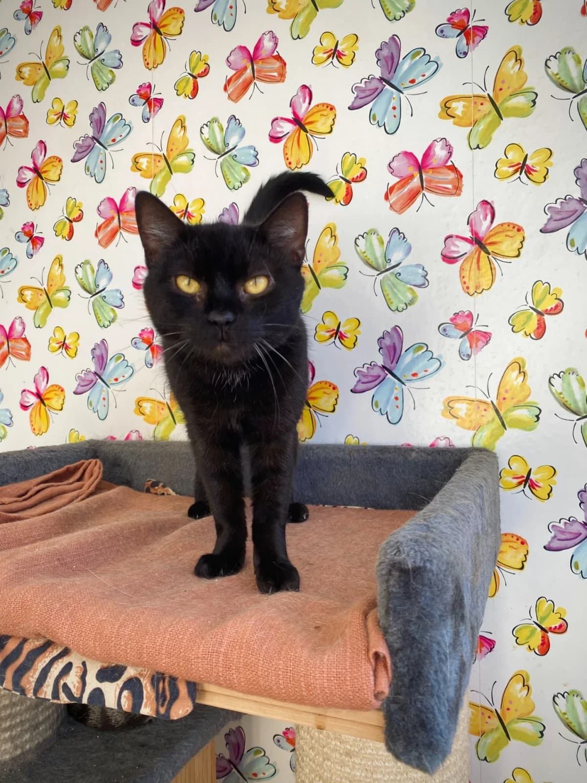 Klubinka, female Mixed Breed for adoption at Felisicat