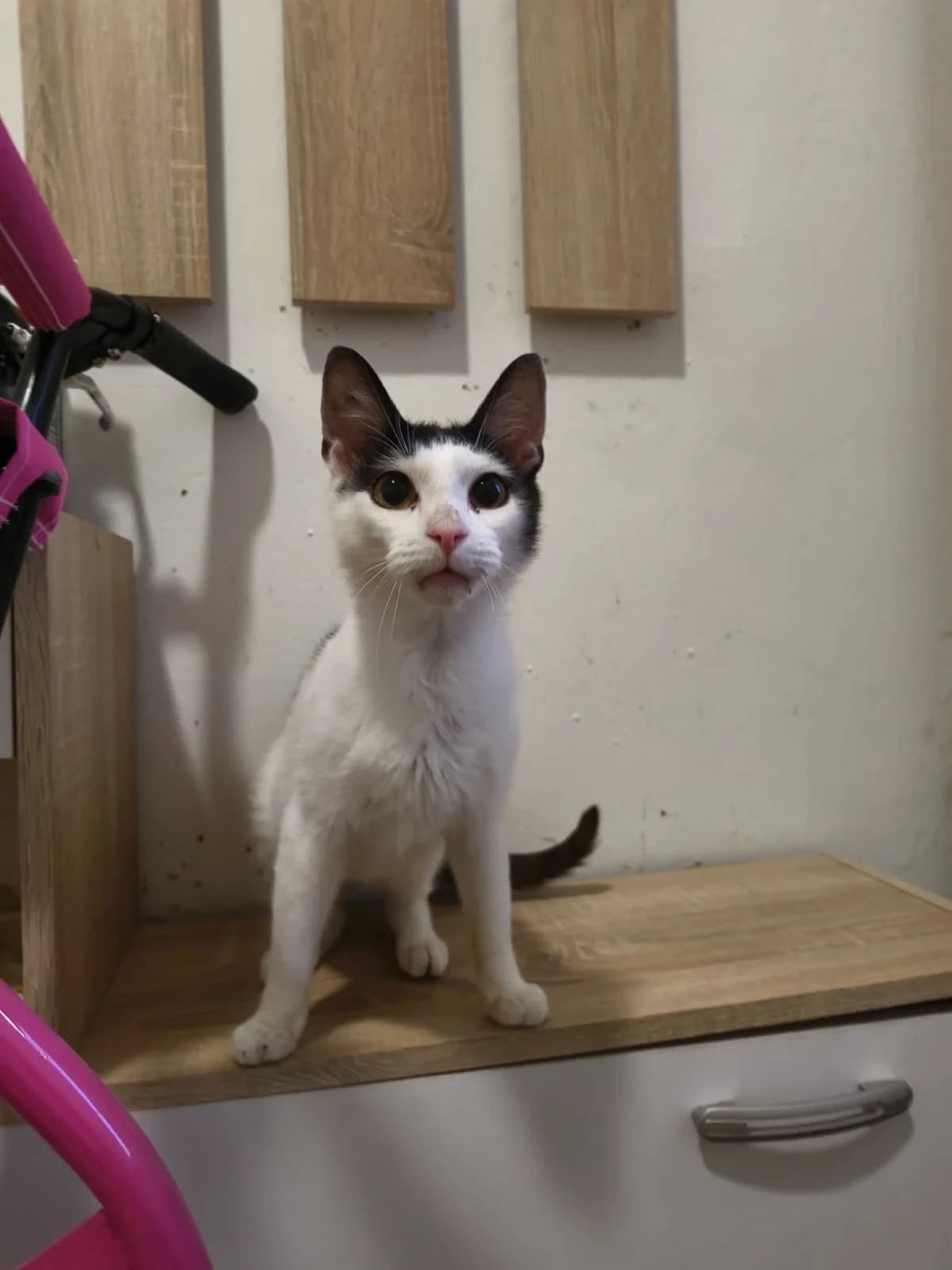 Kobi, male Mixed Breed for adoption at Felisicat