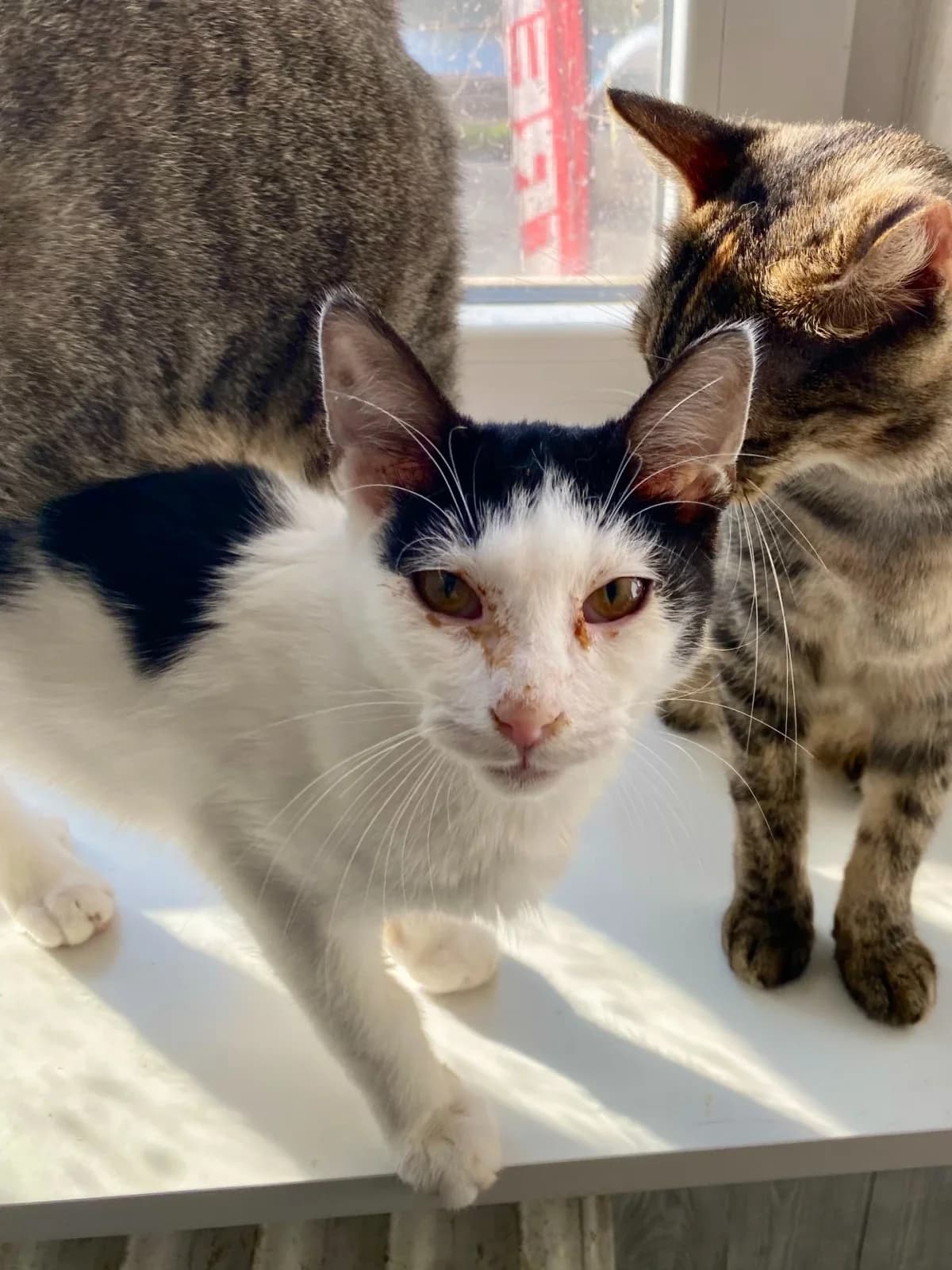 Kumbo, young Mixed Breed for adoption at Felisicat