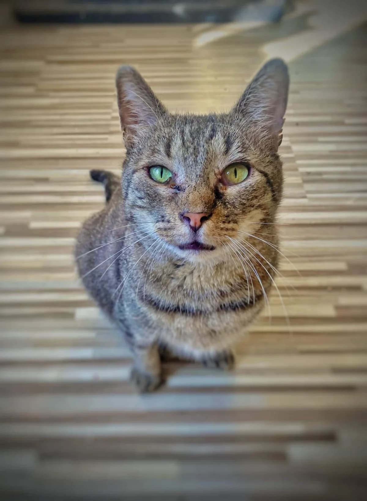Lany, male Mixed Breed for adoption at Felisicat