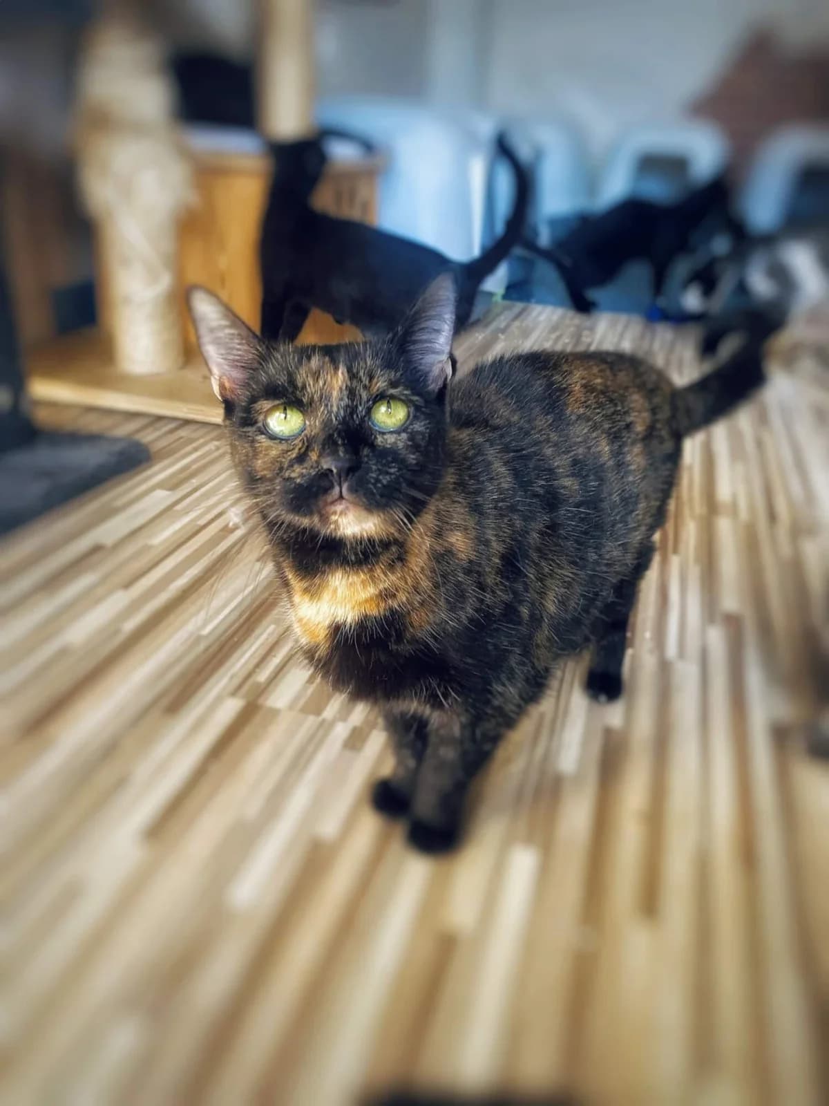Licka, female Mixed Breed for adoption at Felisicat
