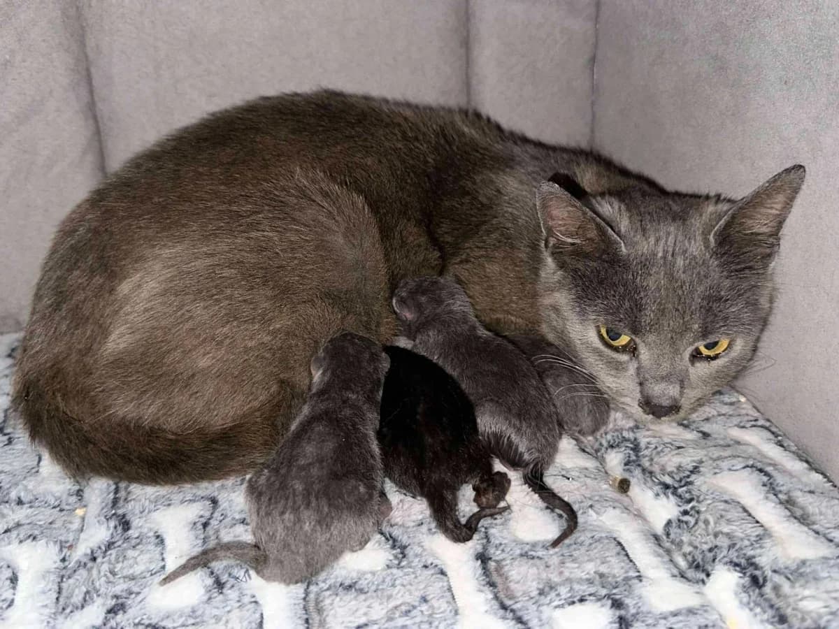 Máša, female Mixed Breed for adoption at Felisicat