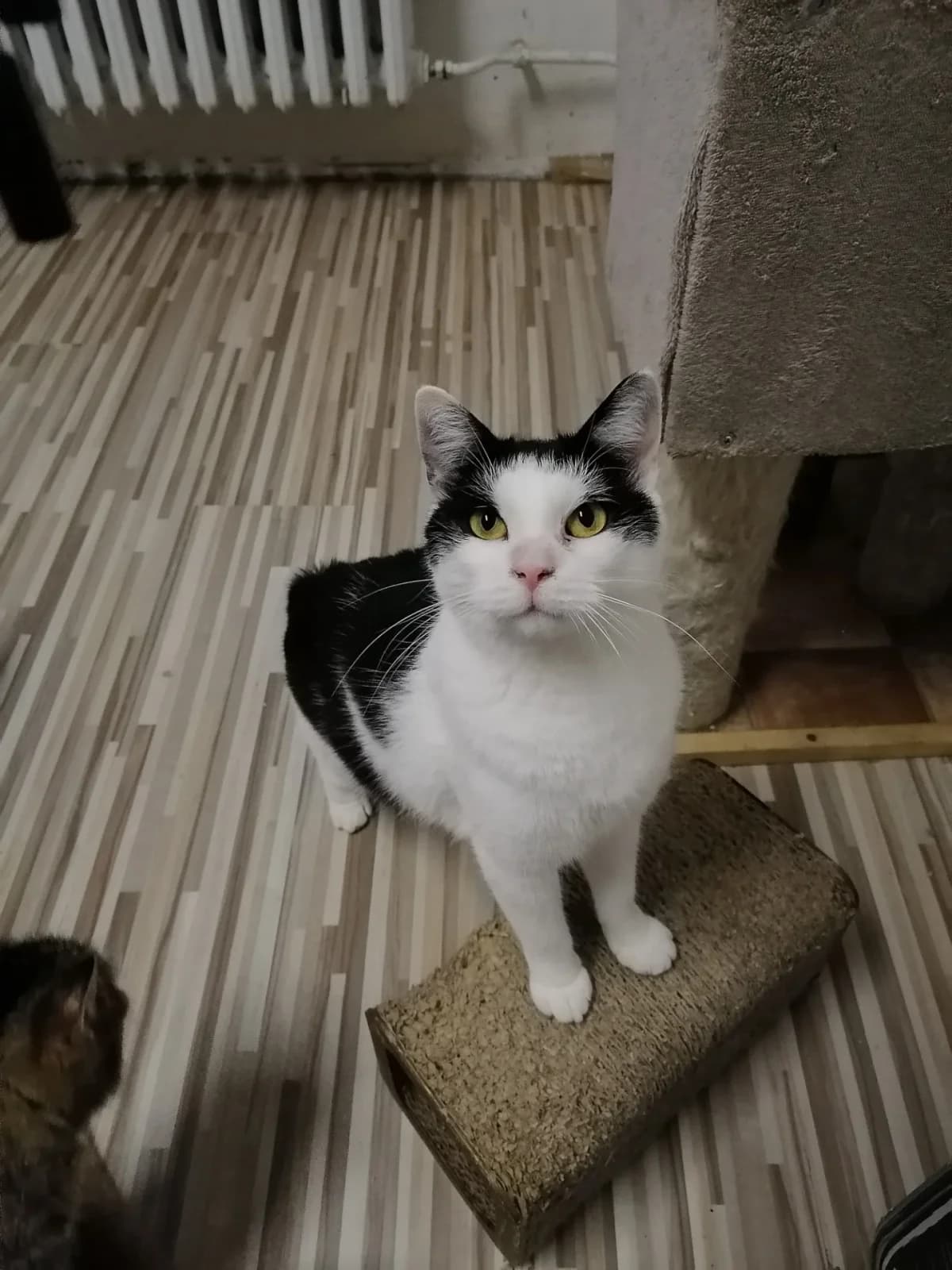 Mervin, male Mixed Breed for adoption at Felisicat