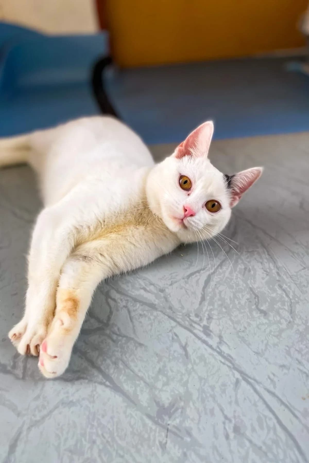 Mikeshek, male Mixed Breed for adoption at Felisicat