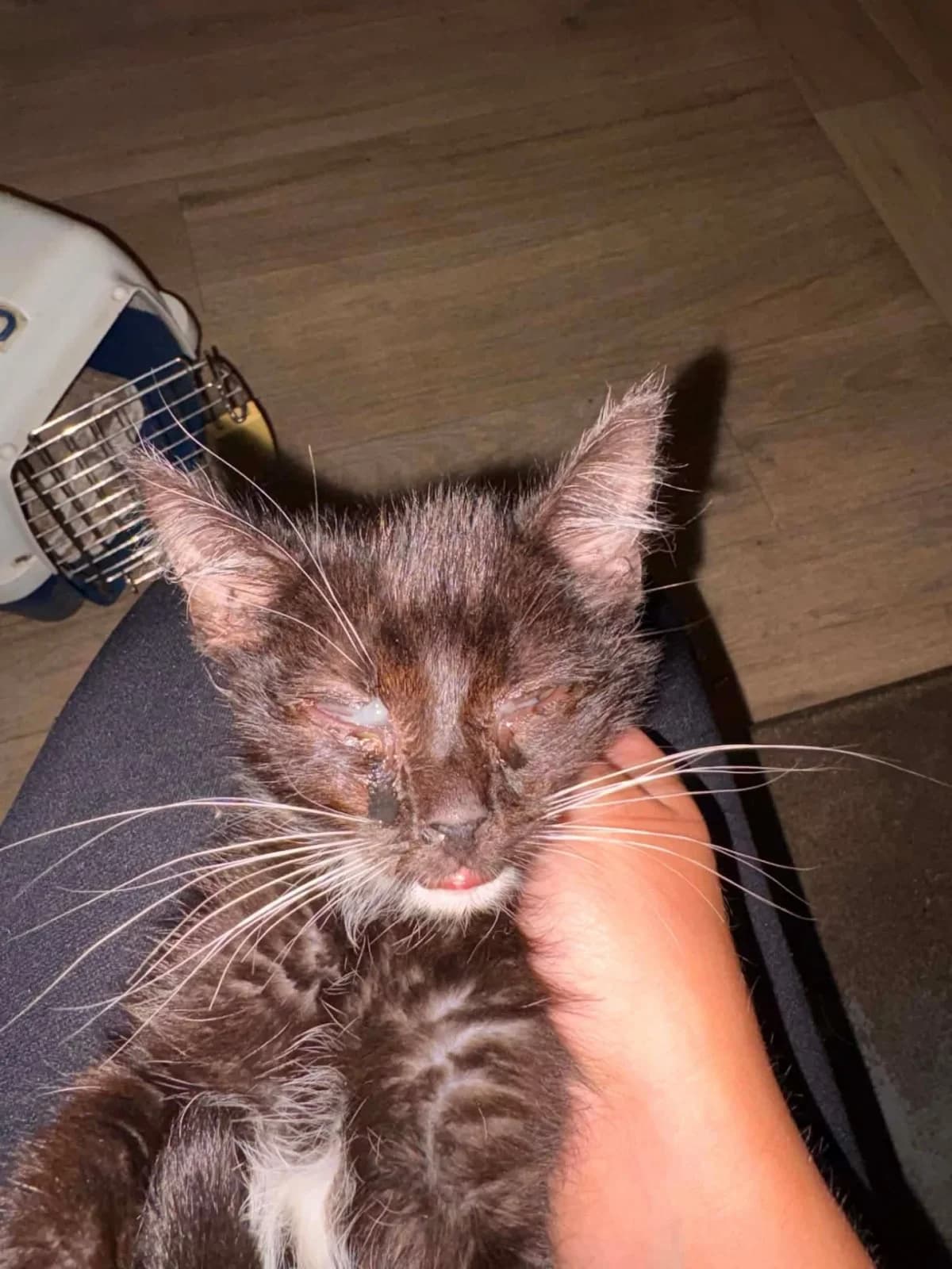 Miliska,  Mixed Breed for adoption at Felisicat