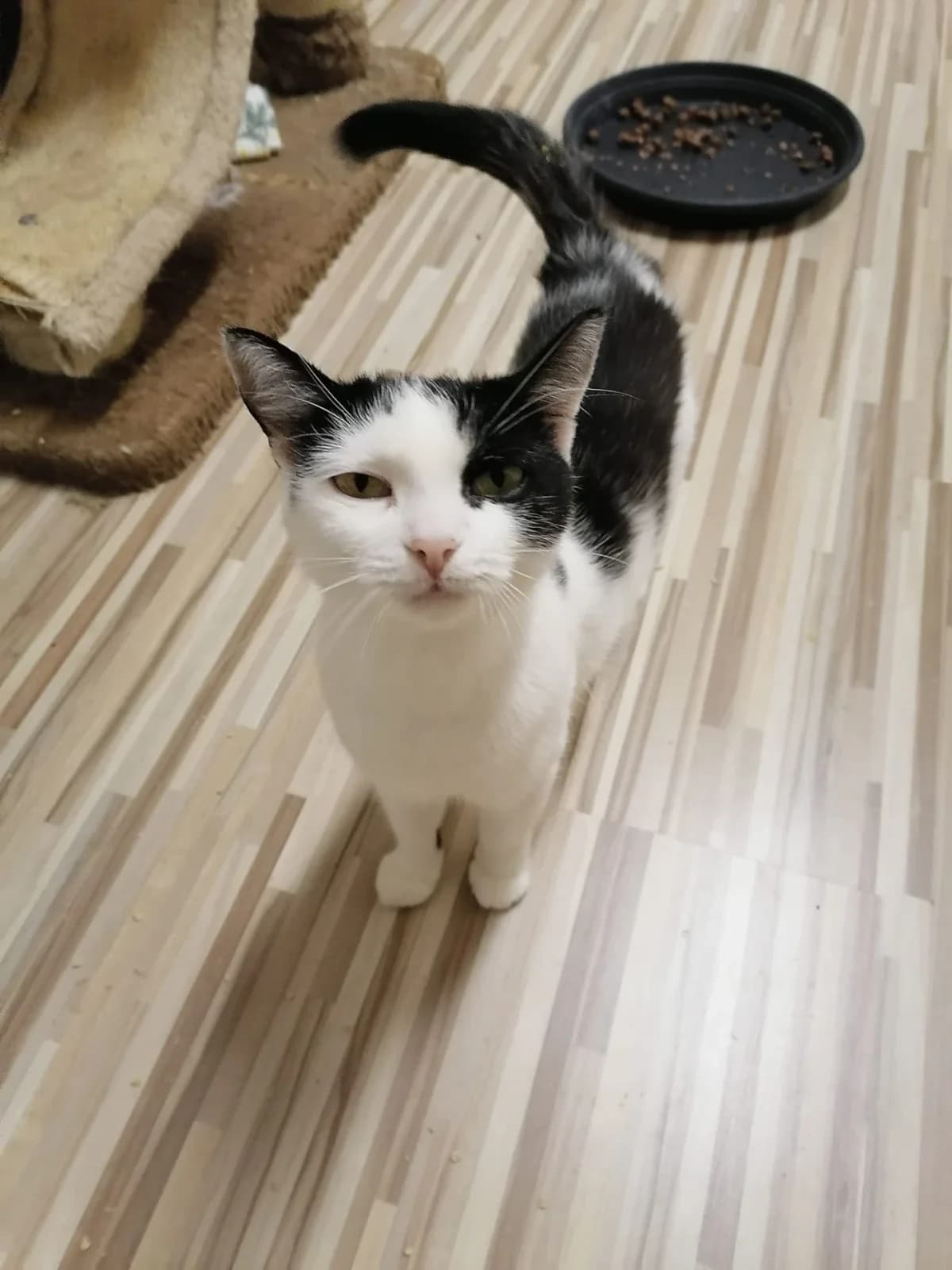 Naya, female Mixed Breed for adoption at Felisicat