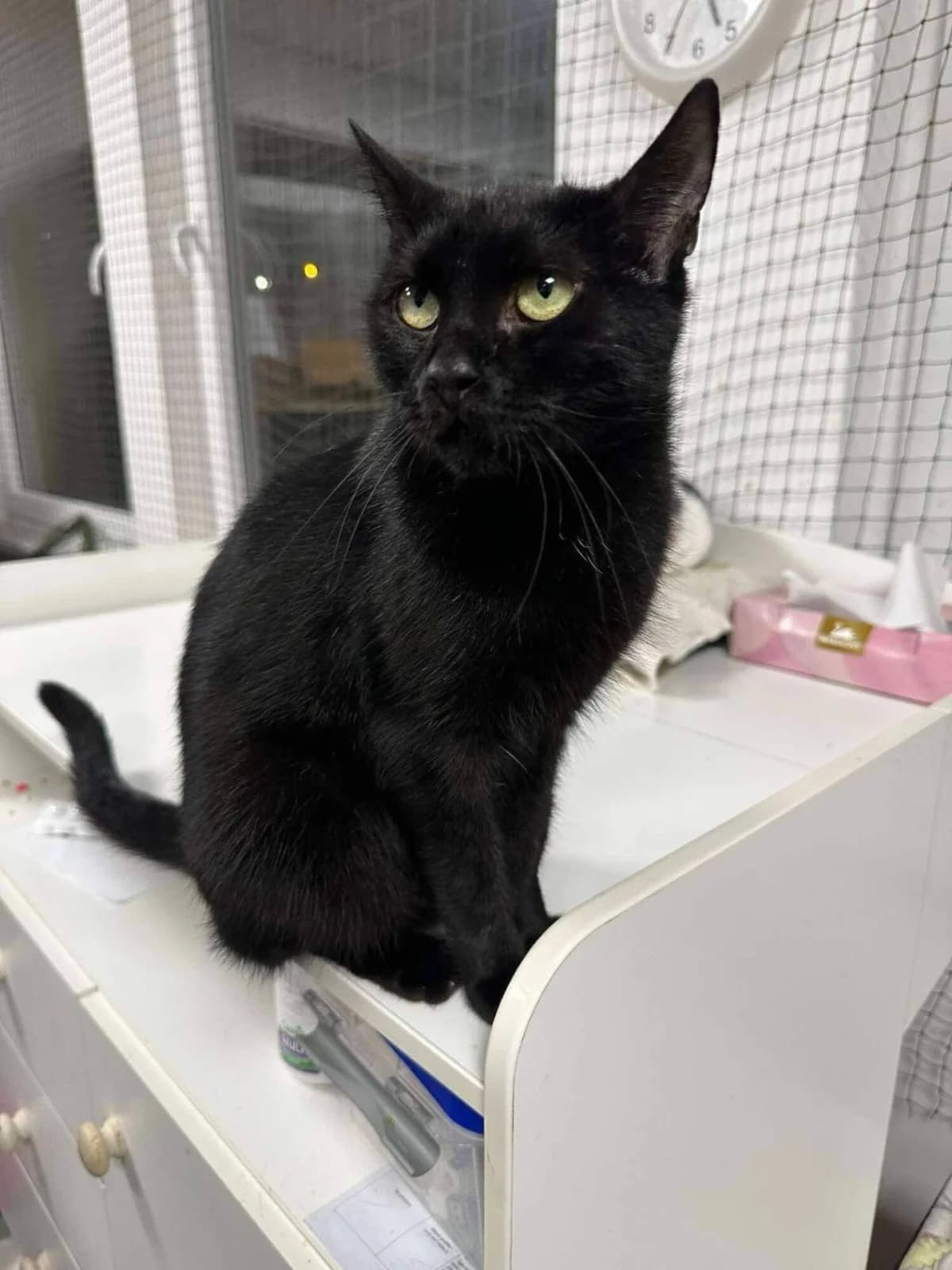 Noara, female senior Mixed Breed for adoption at Felisicat