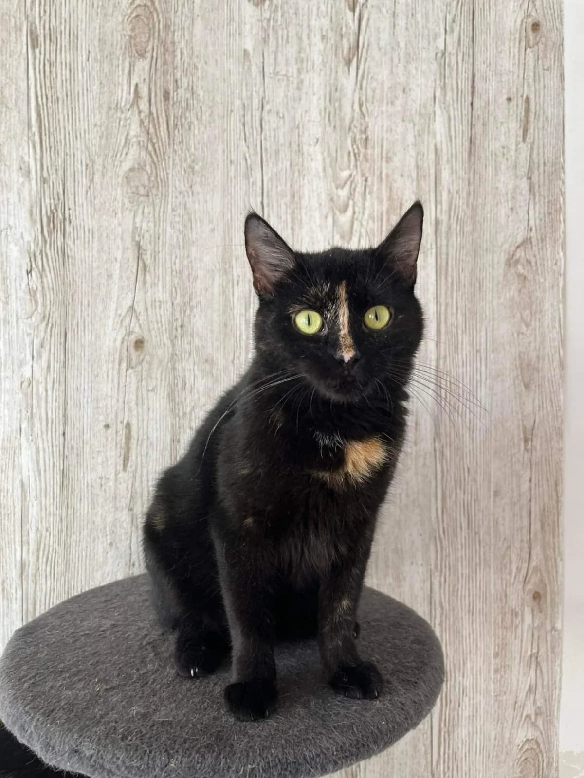 Olivka, female 3yo Mixed Breed for adoption at Felisicat