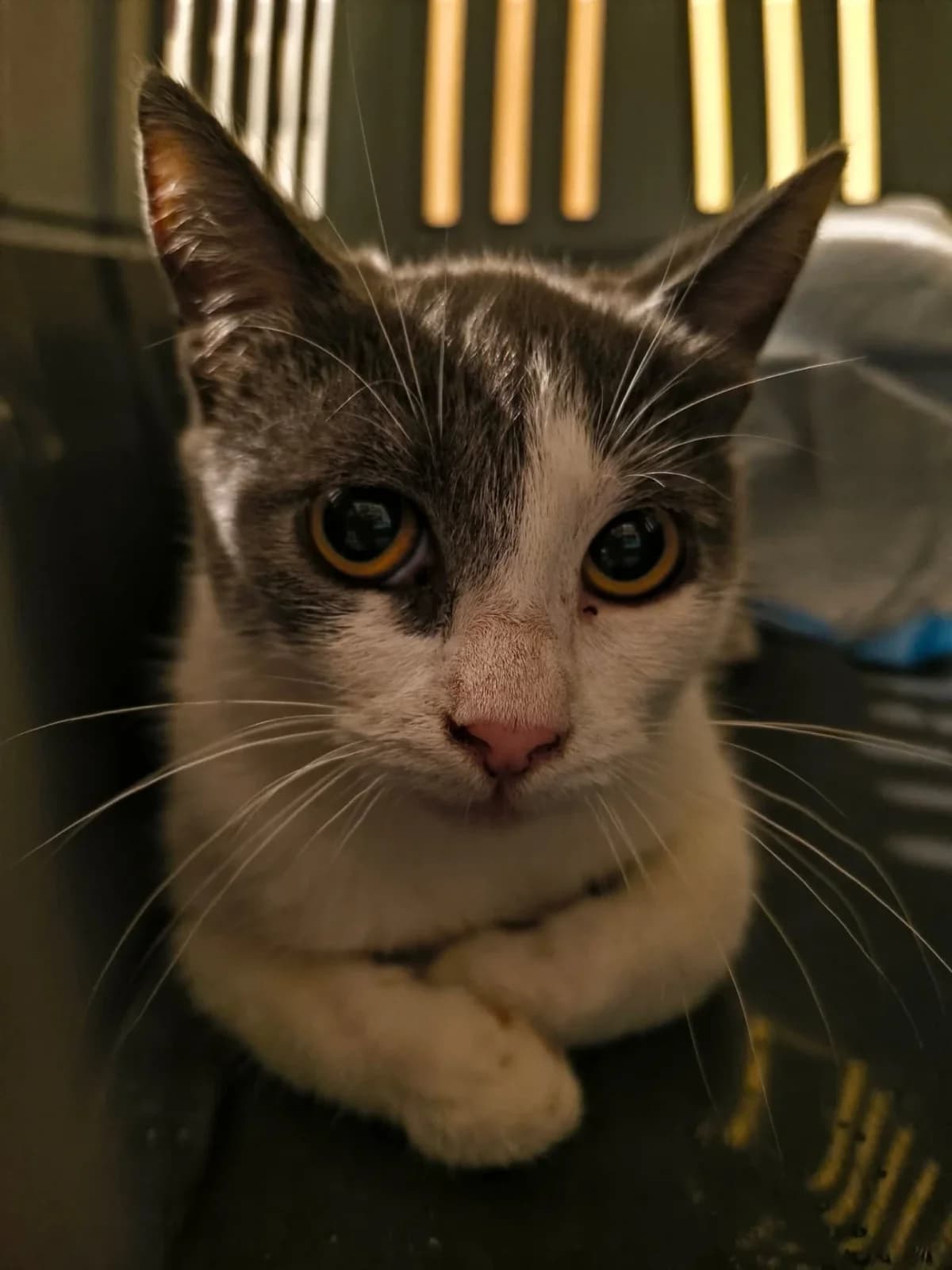 Otík,  Mixed Breed for adoption at Felisicat