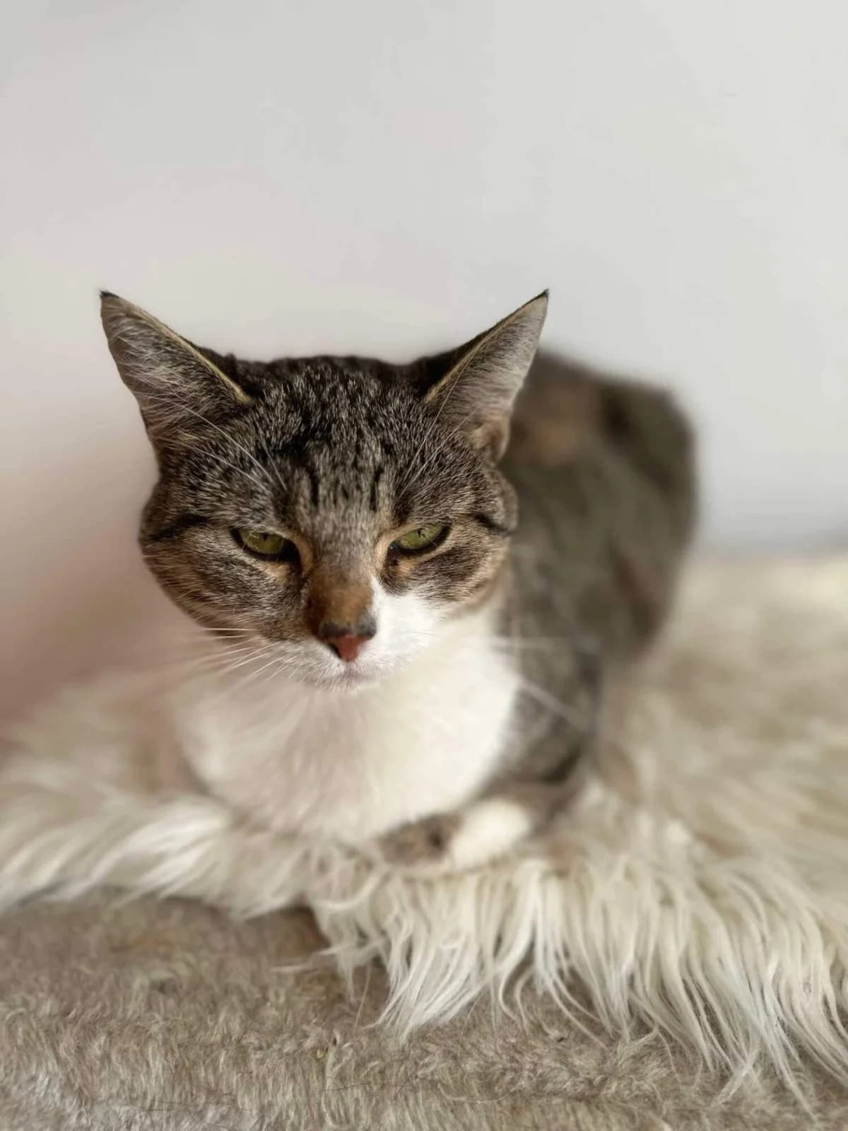 Přeslička, female 5yo Mixed Breed for adoption at Felisicat