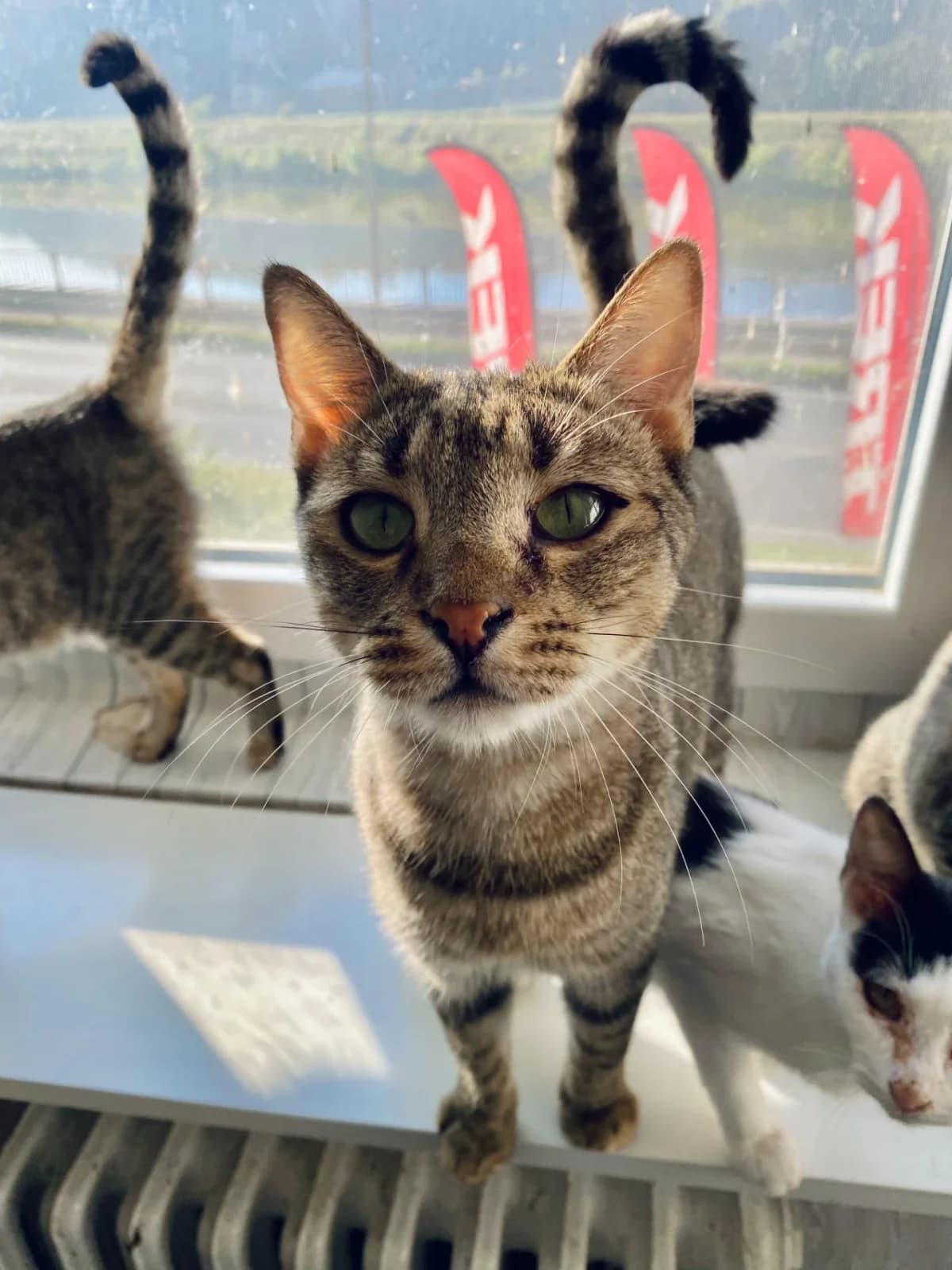Pumík, male senior Mixed Breed for adoption at Felisicat