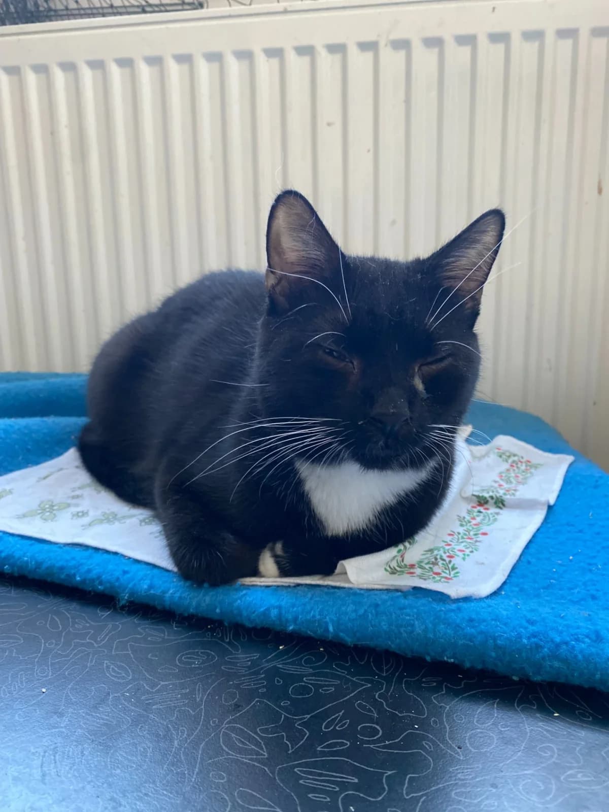 Rumas, male young Mixed Breed for adoption at Felisicat