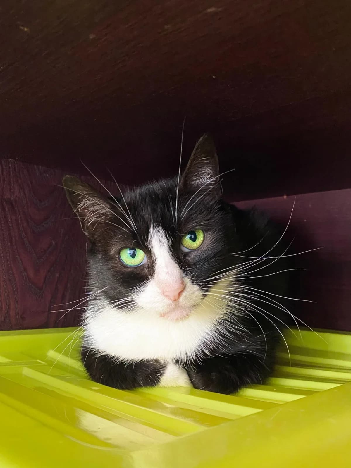 Rupí, female 4yo Mixed Breed for adoption at Felisicat