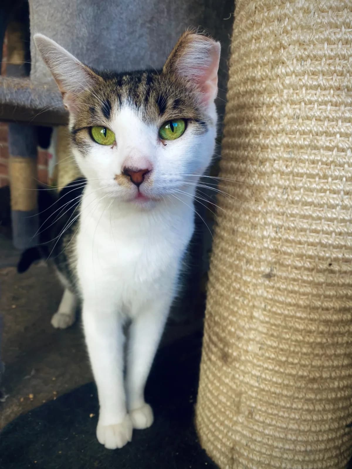 Saigo, female 3yo Mixed Breed for adoption at Felisicat