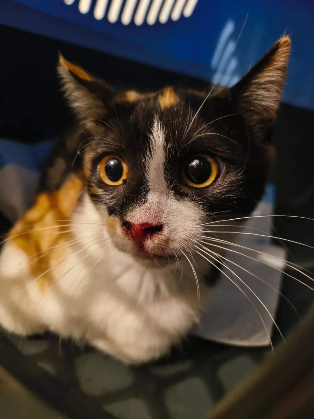 Šalotka,  Mixed Breed for adoption at Felisicat