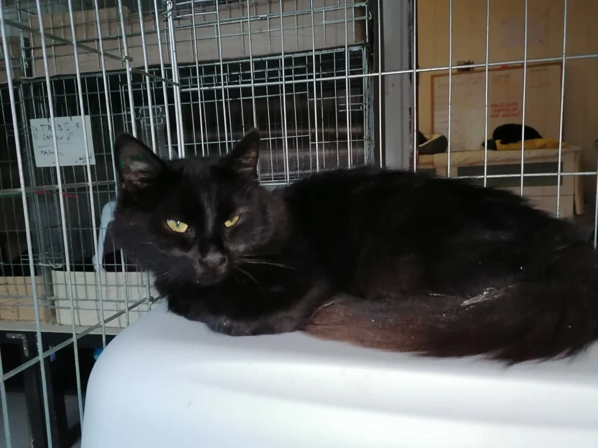 Sapia, female Mixed Breed for adoption at Felisicat